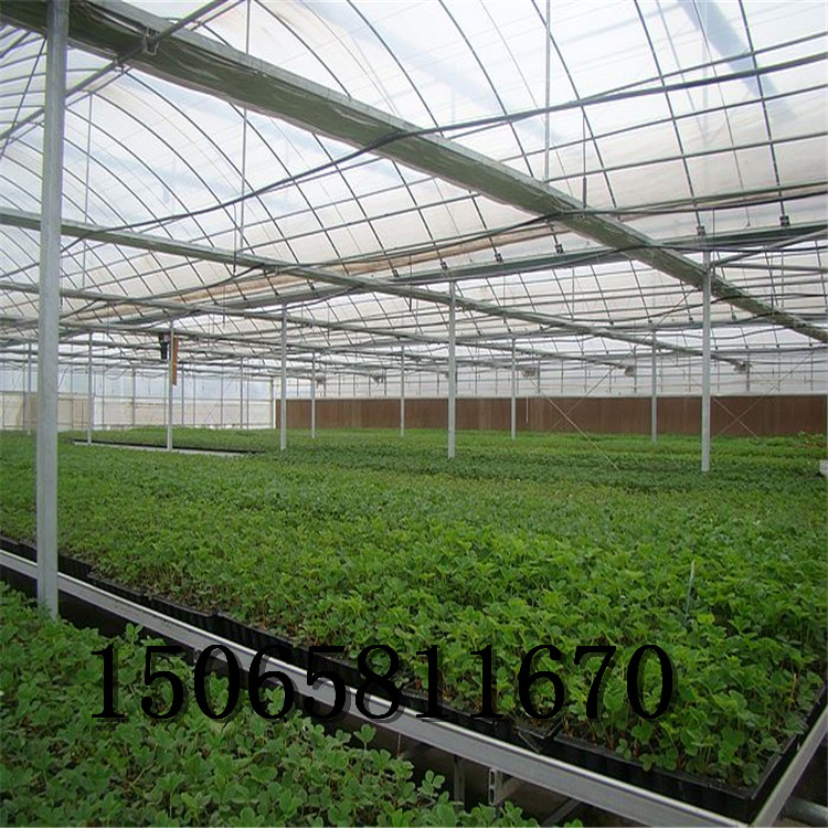 哪里有花椒苗 草莓苗基地 香椿苗價格