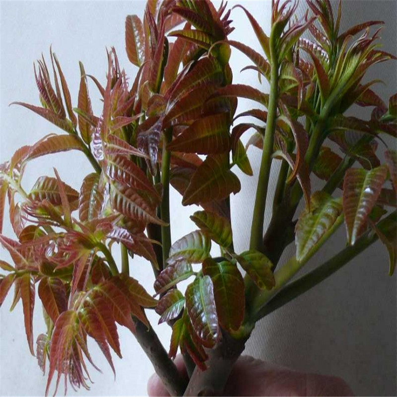泰安紅油香椿苗 紅葉香椿苗