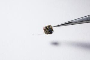 小蜜蜂來幫忙 背上微型傳感器“背包”農場忙